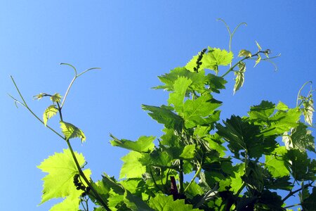 Grape foliage plant