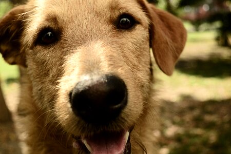 Pet canidae puppy