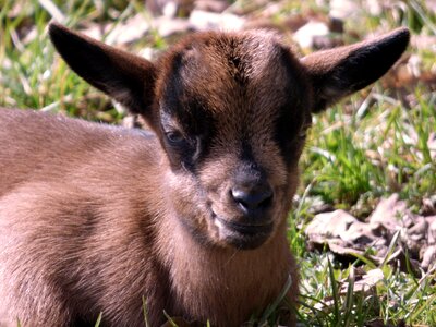 Nature grass animal world
