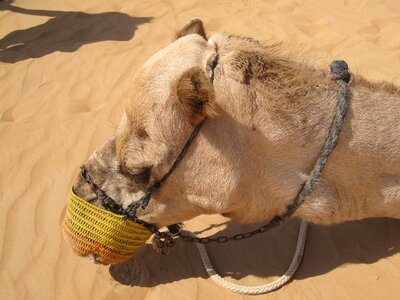 Sand mammals camel photo