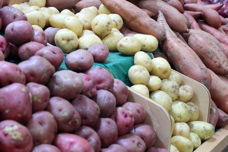 Farming healthy potato photo