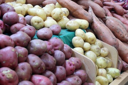 Farming healthy potato