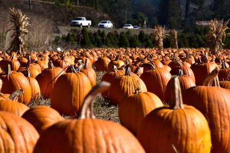 Pumpkin autumn thanksgiving