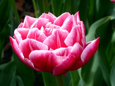 Spring keukenhof lily photo