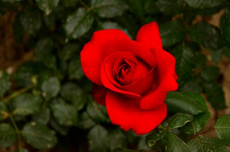 Rose nature petal