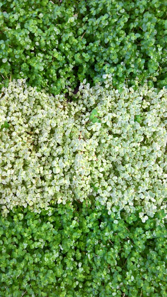 Growth green alignment