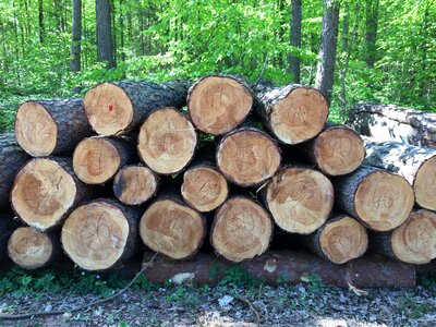 Log tree woodpile photo
