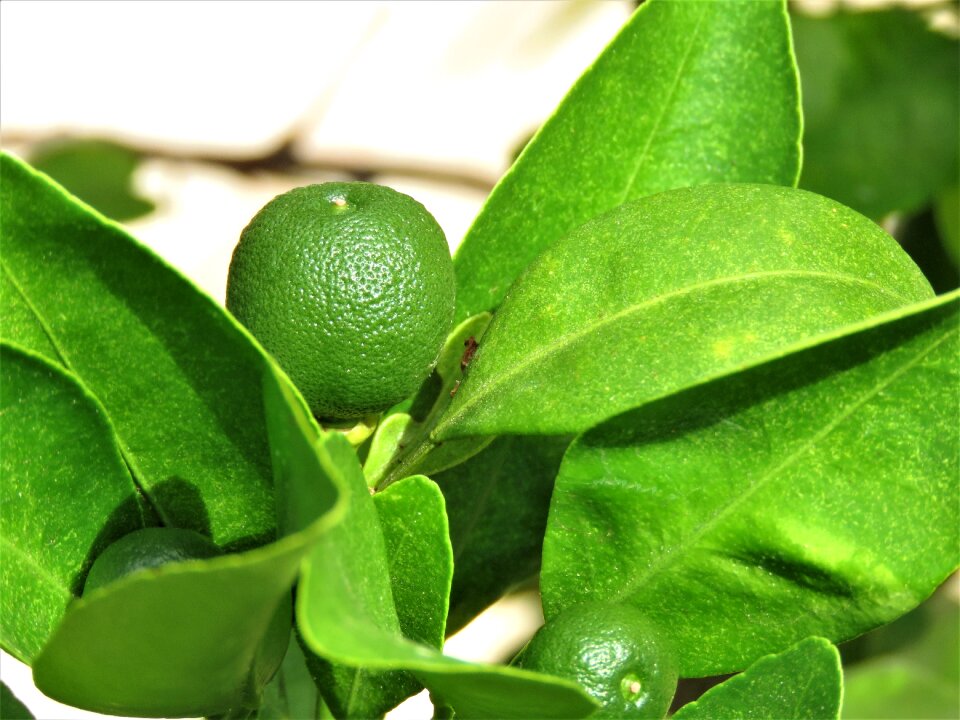 Food freshness fruit