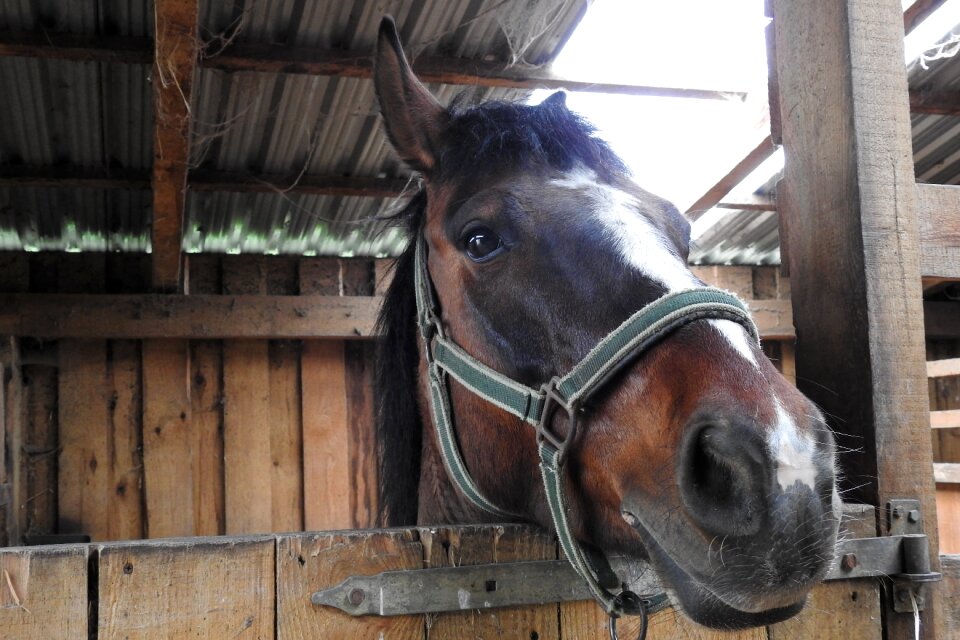 The horse horse head harness