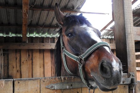 The horse horse head harness photo