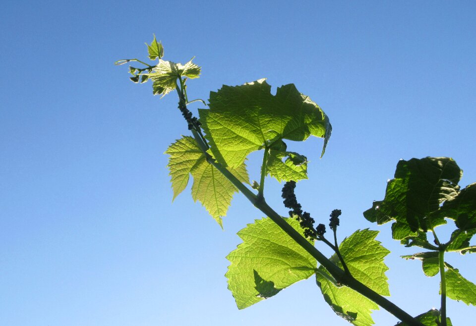Foliage nature plant