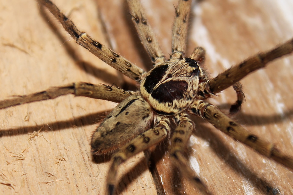 Arachnophobia scary halloween