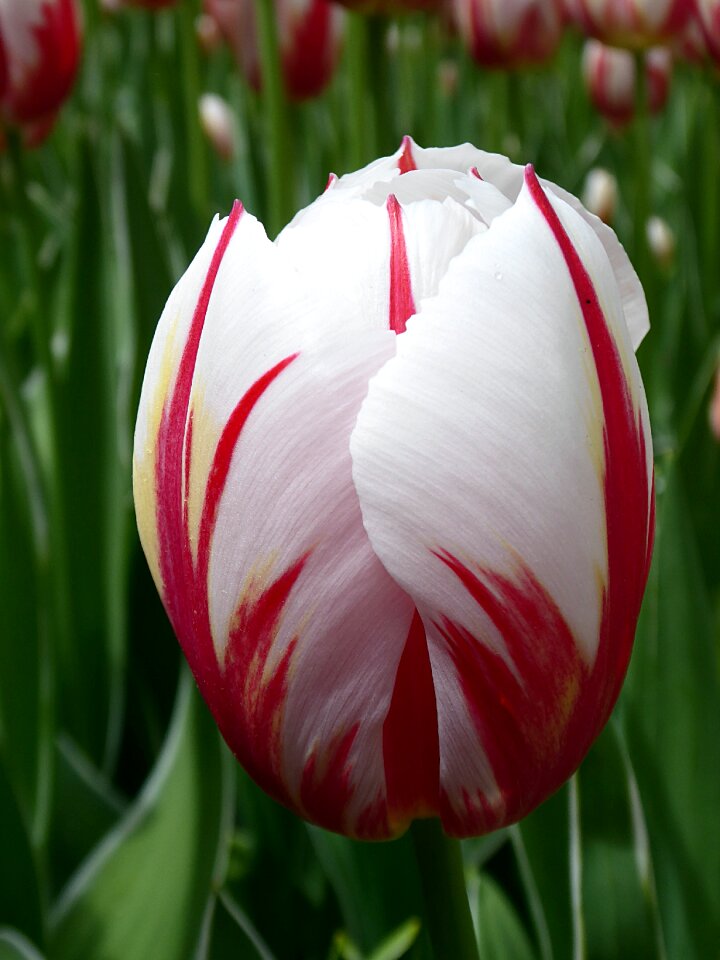 White spring plant