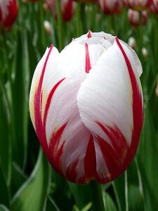 White spring plant photo