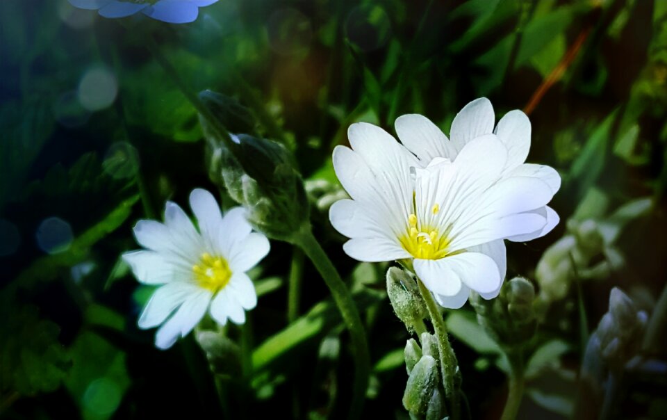 White flower flowers Free photos