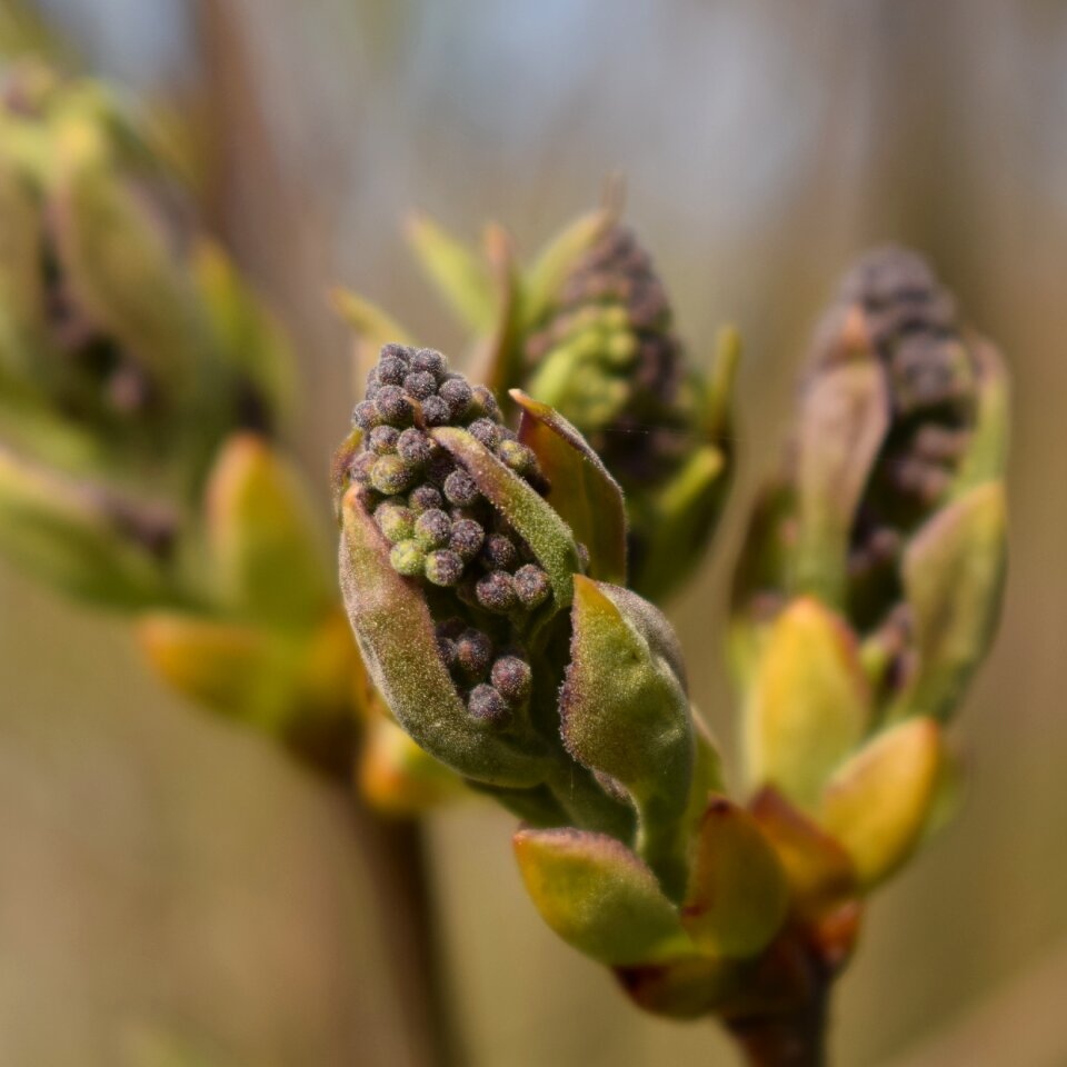 Plant bud spring
