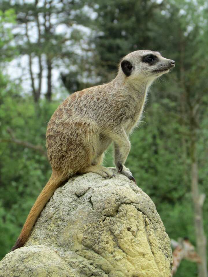 Animal world animal mammal