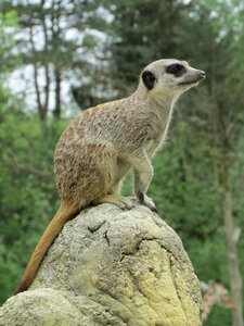 Animal world animal mammal