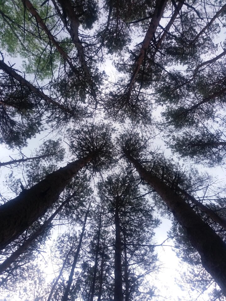 Branch forest the environment