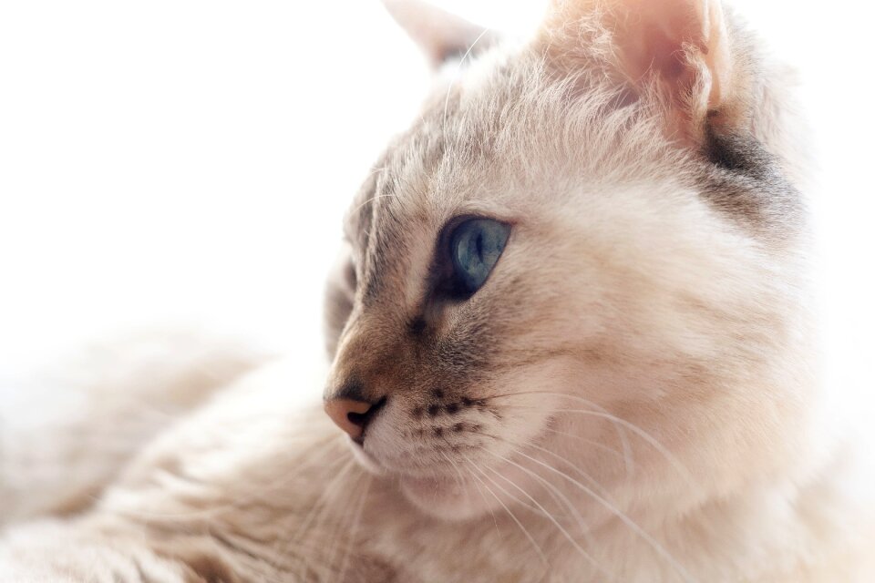 Fur pet cat