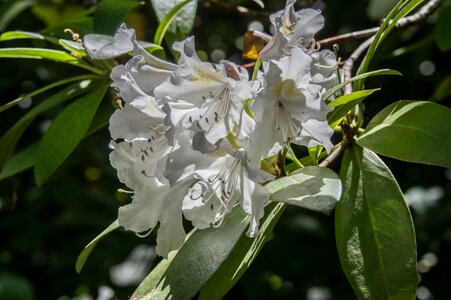 Plant flower leaf photo