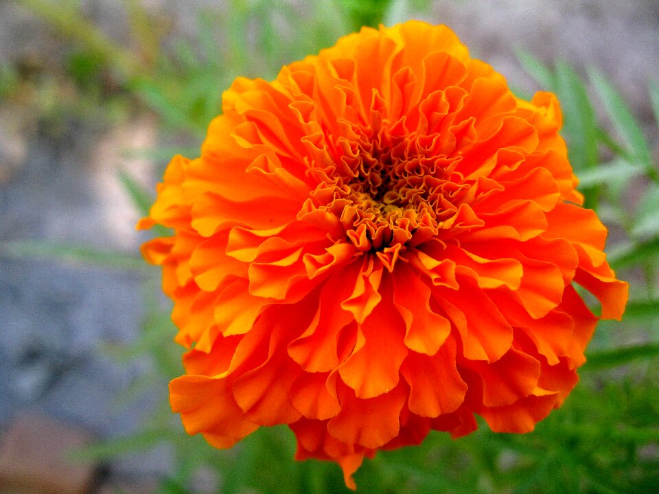 Garden summer blooming