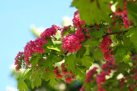 Plant leaf bush