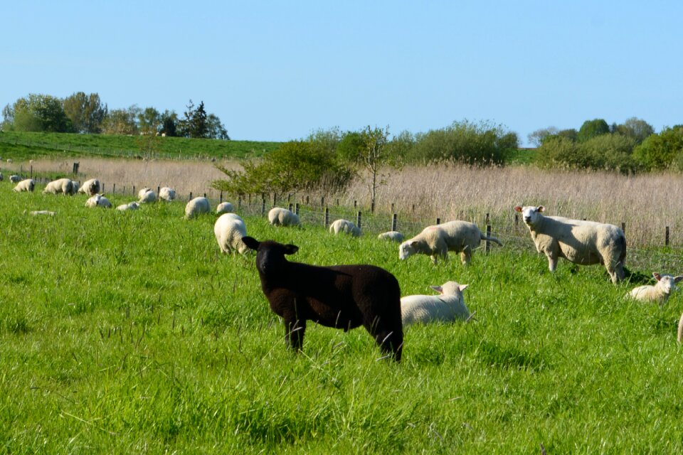 Field agriculture black