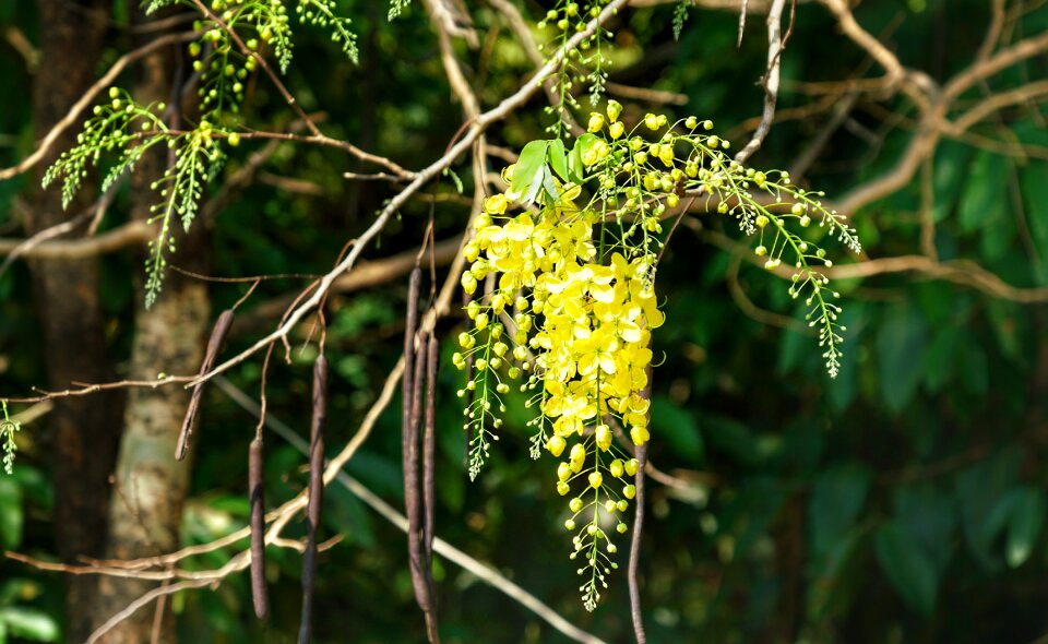 Amaltas yellow tree