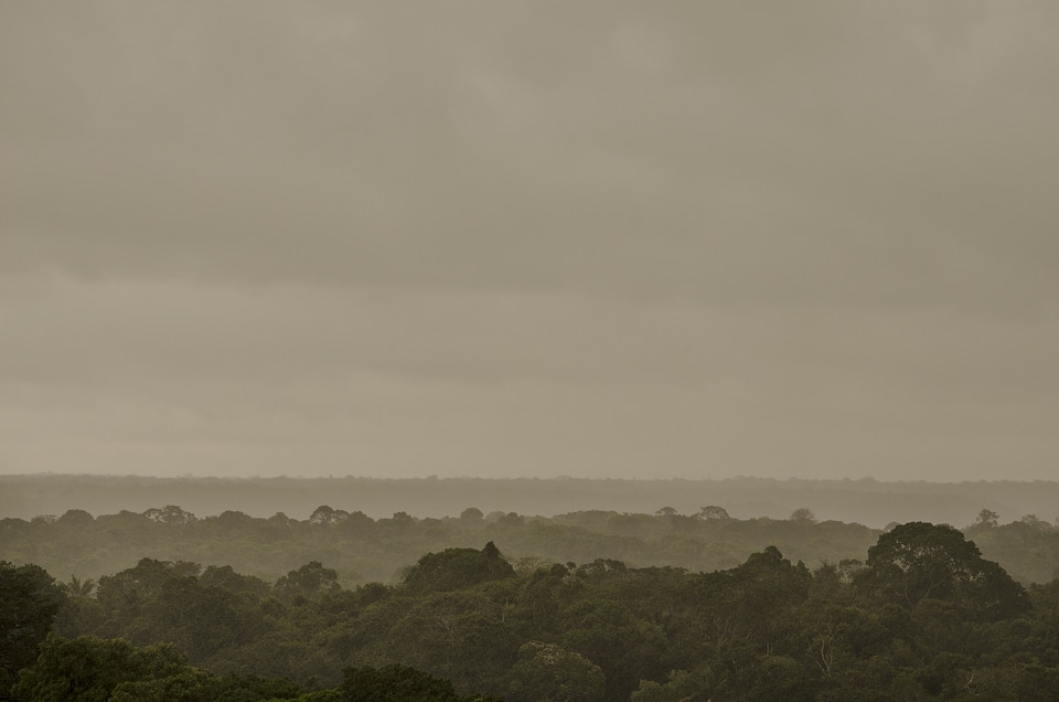 Brazil trees cloudy