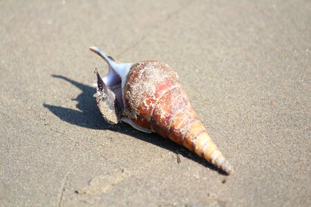 Nature seashore shellfish photo