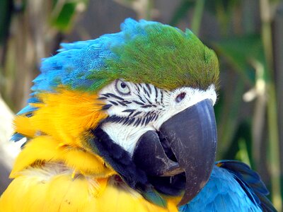 Beak macaw wildlife photo