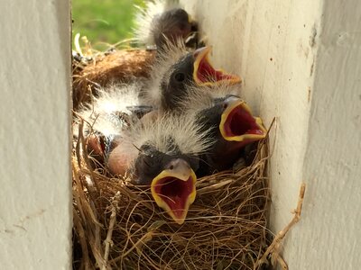 Nest family babies photo
