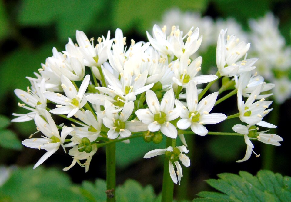Leaf petal garlic