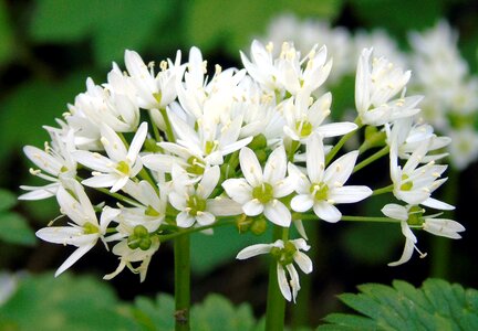 Leaf petal garlic