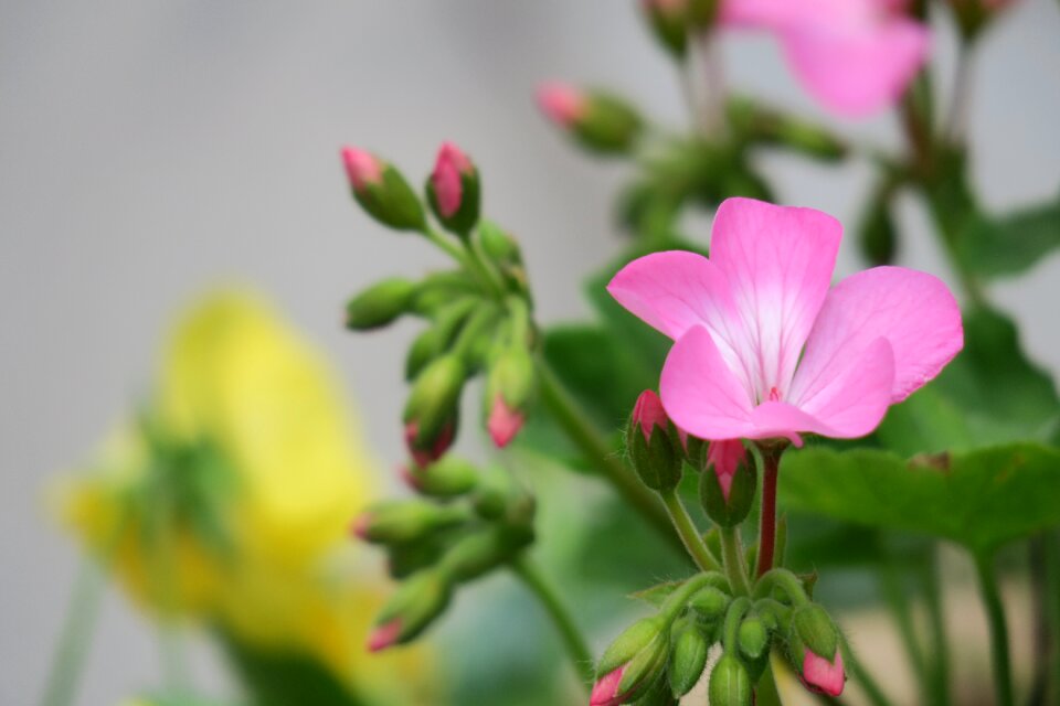 Petal bloom flower's