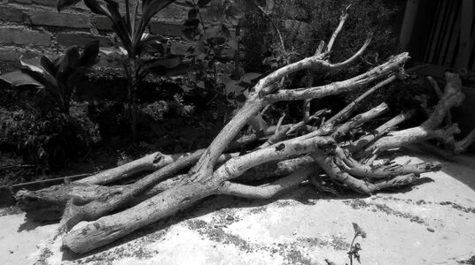 Black and white nature tree