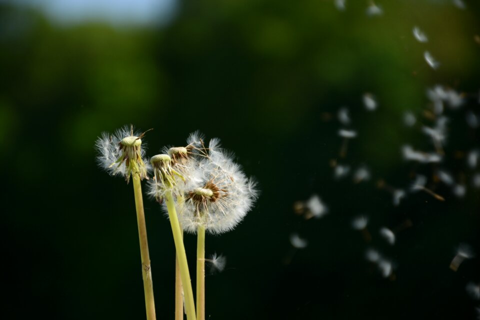 Macro fluff spring