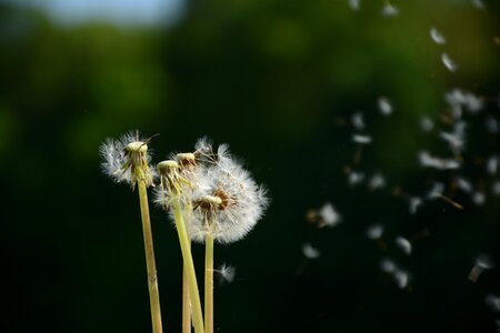 Macro fluff spring photo