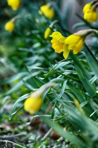 Flower season photo