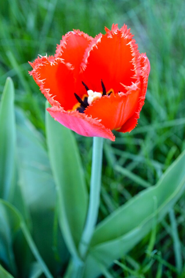 Red flower red flowers mack