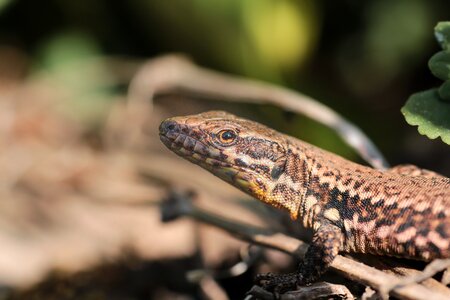 Lizard nature animal