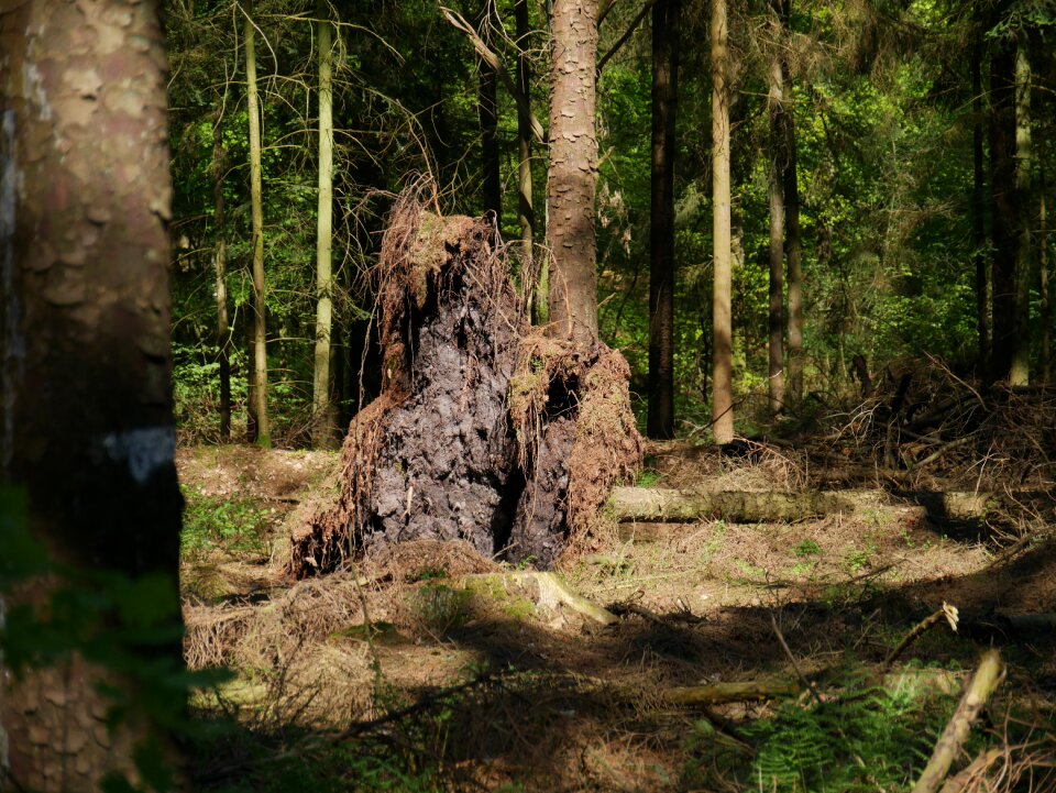 Plant root tree root