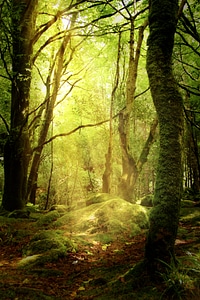 Autumn moss forest floor