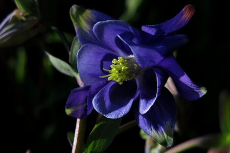 Plant garden blue blossom