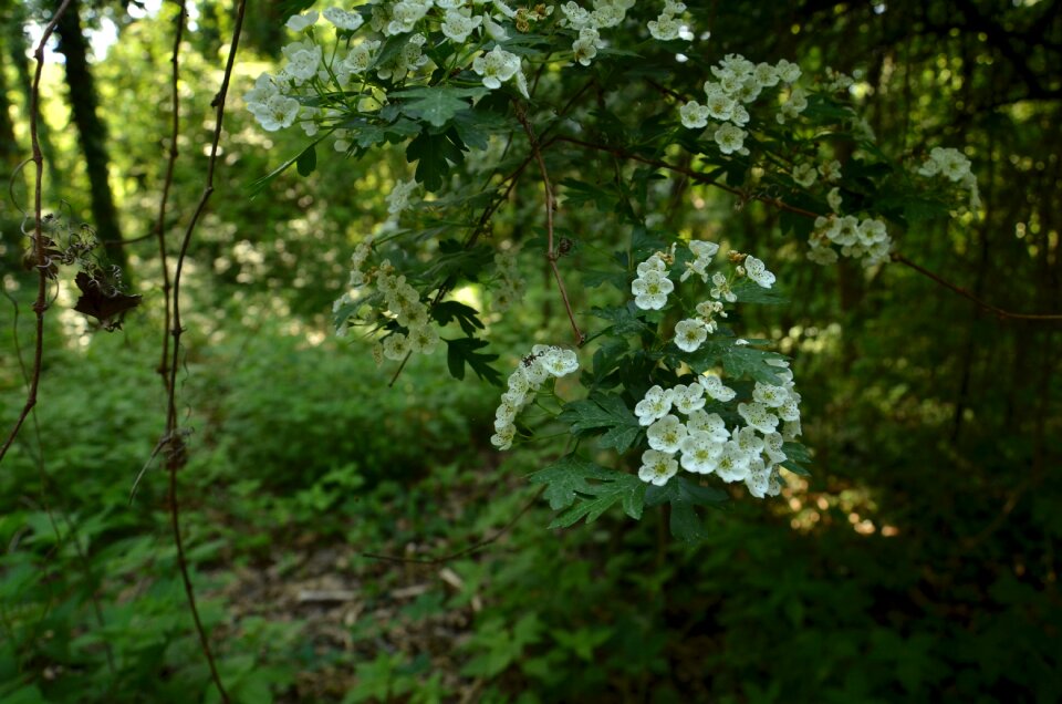 Leaf flower outdoors photo