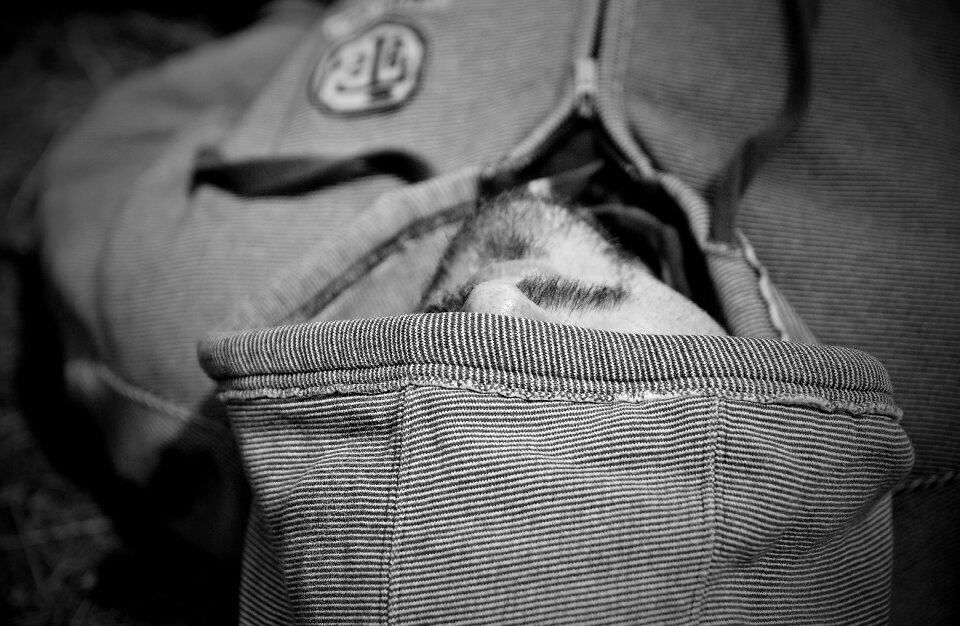 Black and white fatigue the sleeper in the grass