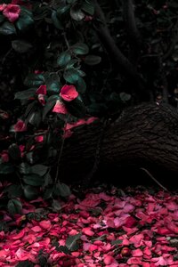 Nature rose garden