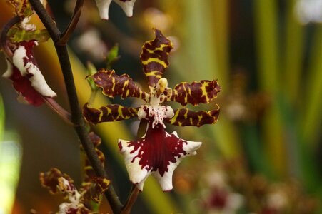 Ugly delicate tropical