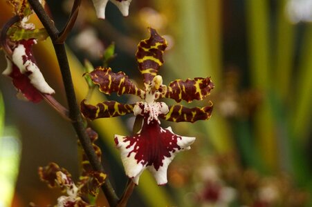 Ugly delicate tropical photo